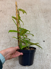Load image into Gallery viewer, Hoya globulosa 6" - Wax Plant