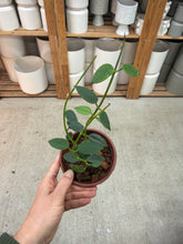 Load image into Gallery viewer, Hoya lithophytica 4" - Wax Plant