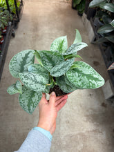 Load image into Gallery viewer, Scindapsus Exotica 6&quot; - Satin Pothos