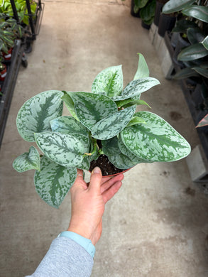 Scindapsus Exotica 6