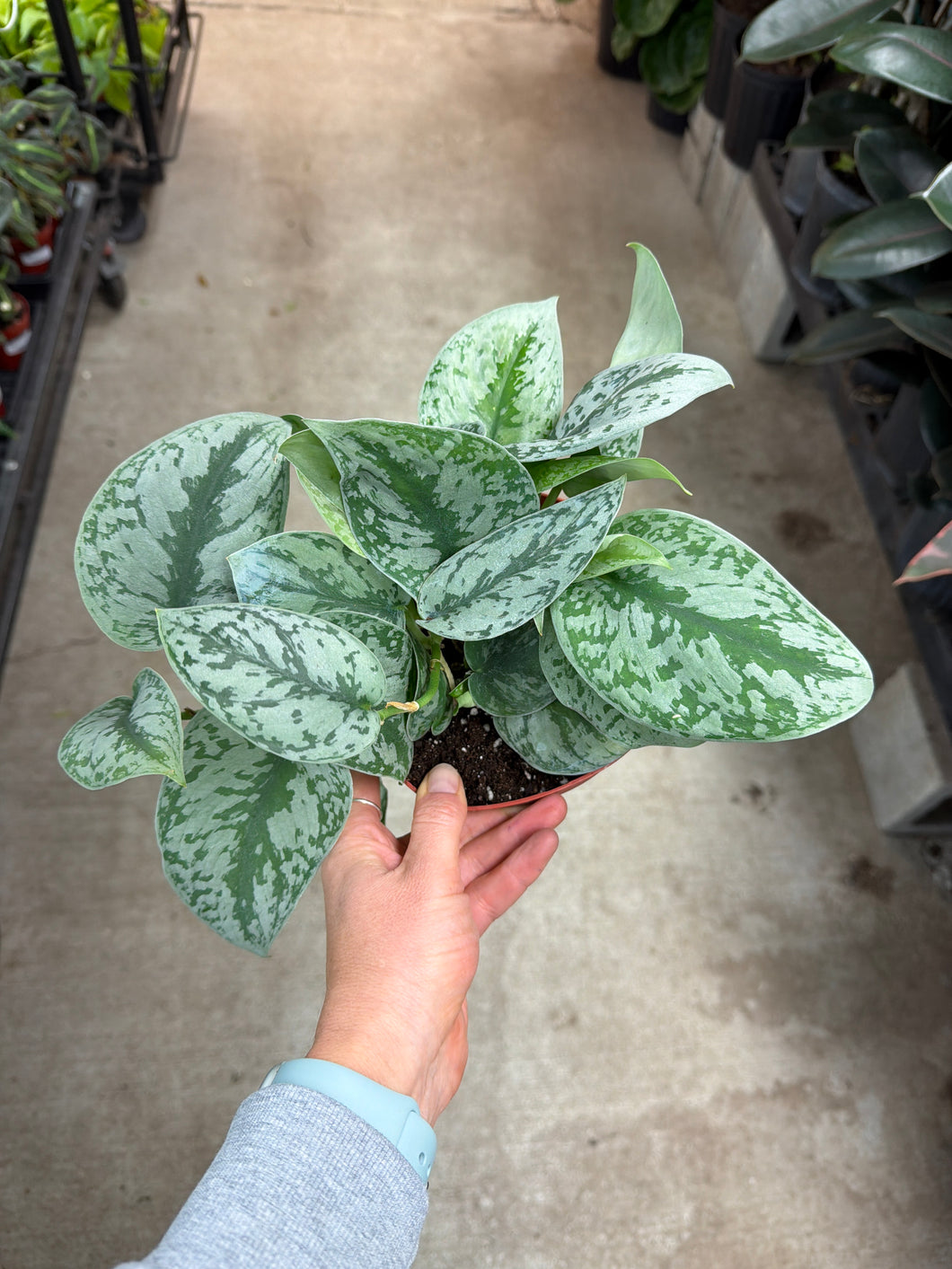 Scindapsus Exotica 6