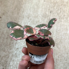 Load image into Gallery viewer, Saxifraga Tricolor 2&quot;