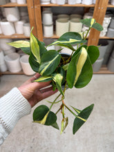 Load image into Gallery viewer, Philodendron Rio 4"