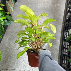 Philodendron Lemon Lime 6"