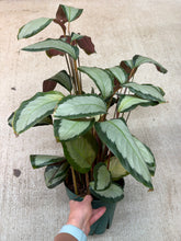 Load image into Gallery viewer, Calathea Picturata 8&quot;
