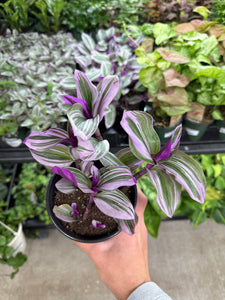 Tradescantia 'Nanouk' 4"
