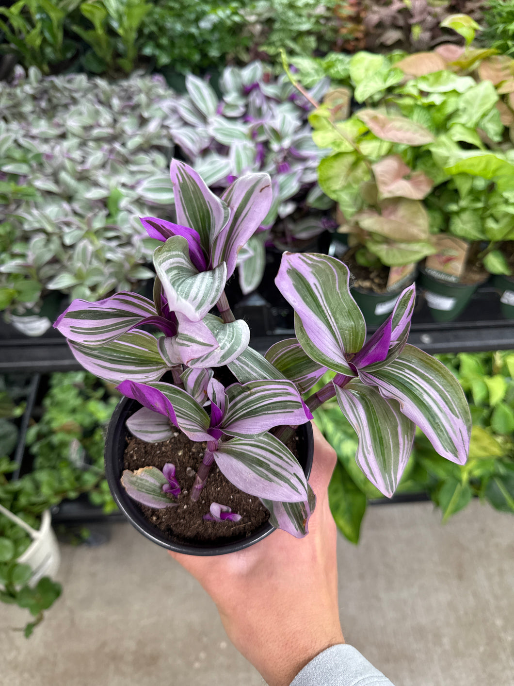 Tradescantia 'Nanouk' 4