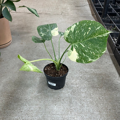 Monstera Thai Constellation 6