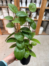 Load image into Gallery viewer, Hoya latifolia (sarawak) 4"