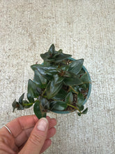 Load image into Gallery viewer, Nematanthus &#39;Black Gold&#39; 4&quot; - Goldfish Plant