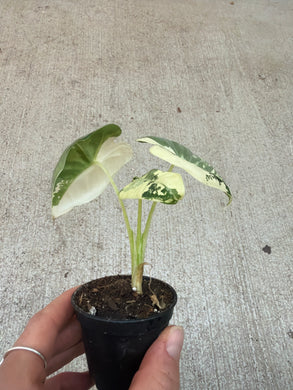 Alocasia 'Frydek Variegata' 2