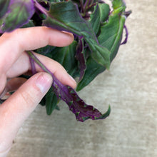 Load image into Gallery viewer, Gynura aurantiaca 8&quot; HB - Purple Passion Plant