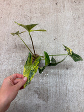 Load image into Gallery viewer, Alocasia simpo variegated aurea 2"