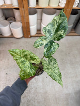Load image into Gallery viewer, Alocasia odora 'Batik' 4" - Elephant Ear