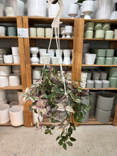 Load image into Gallery viewer, Tradescantia sp. 6" Basket - Tricolour Inch Plant