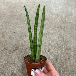 sansevieria trifasciata 'cylindrica' Sansevieria Cylindrica Spear 2.5"