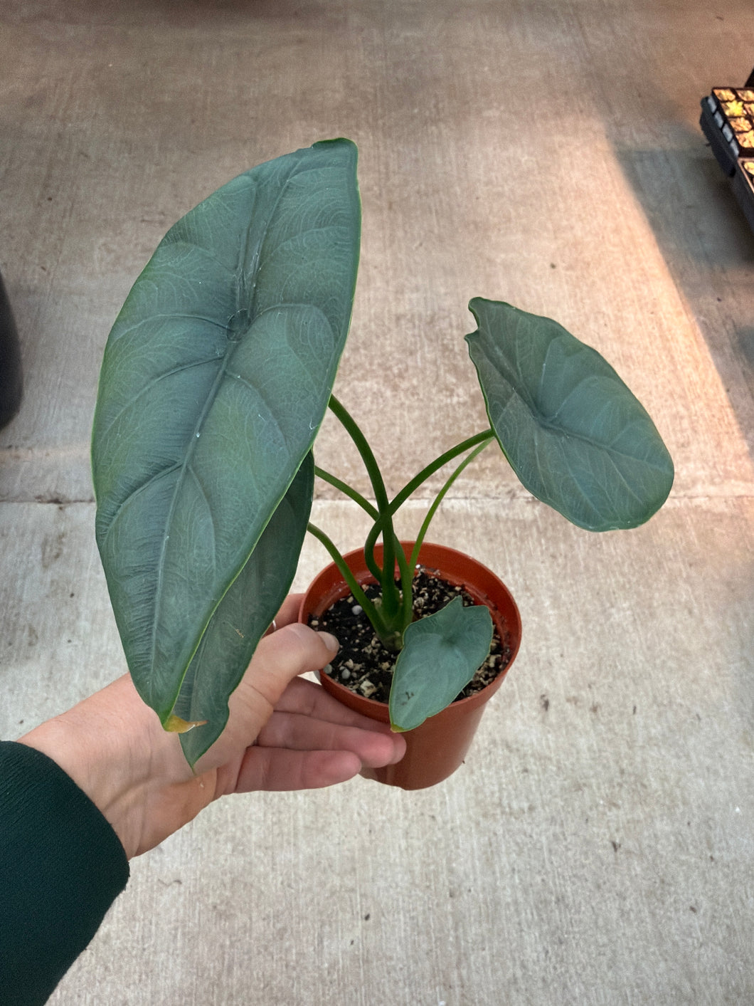 Alocasia Puncakborneensis 4