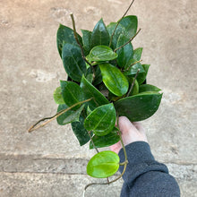 Load image into Gallery viewer, Hoya parasitica splash 6&quot; - Wax Plant