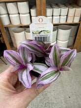 Load image into Gallery viewer, Tradescantia Nanouk 2" - Inch Plant