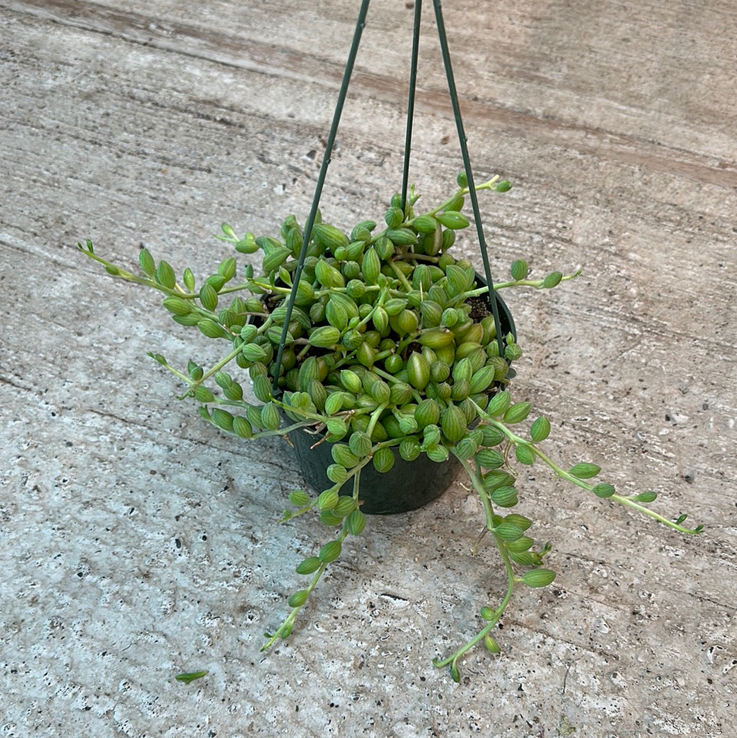 string of watermelons succulent Senecio herreanus 6"