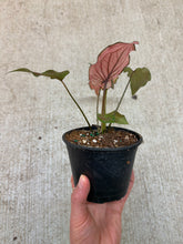 Load image into Gallery viewer, Caladium sp. 4&quot;