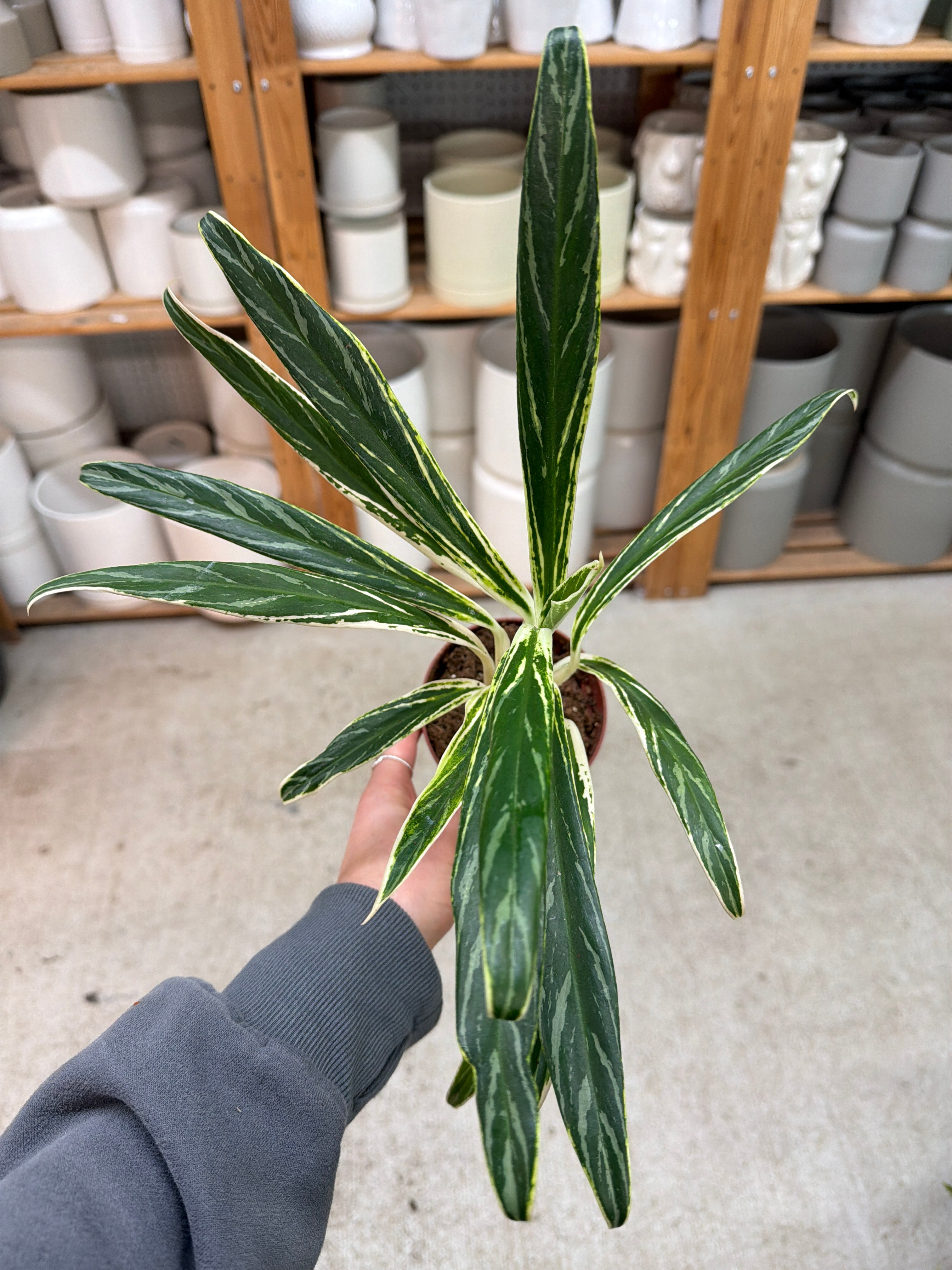 aglaonema rice leaf Aglaonema Bamboo 4"