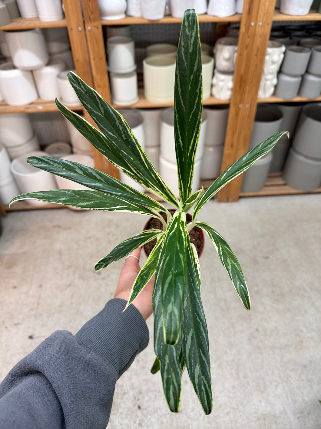 aglaonema bamboo care Aglaonema Bamboo 4"