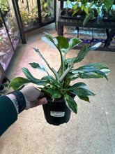 Load image into Gallery viewer, Philodendron White Wizard 6&quot;