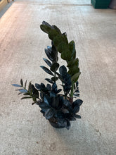 Load image into Gallery viewer, Zamioculcas zamiifolia &#39;Raven&#39; 6&quot; - Black ZZ Plant