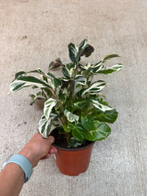Load image into Gallery viewer, Calathea Stella 6&quot;