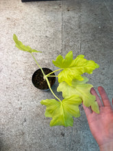 Load image into Gallery viewer, Philodendron Warscewiczii Aurea 4&quot;