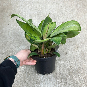 Homalomena Selby 6" - Queen of Hearts