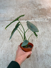 Load image into Gallery viewer, Alocasia Puncakborneensis 4&quot;