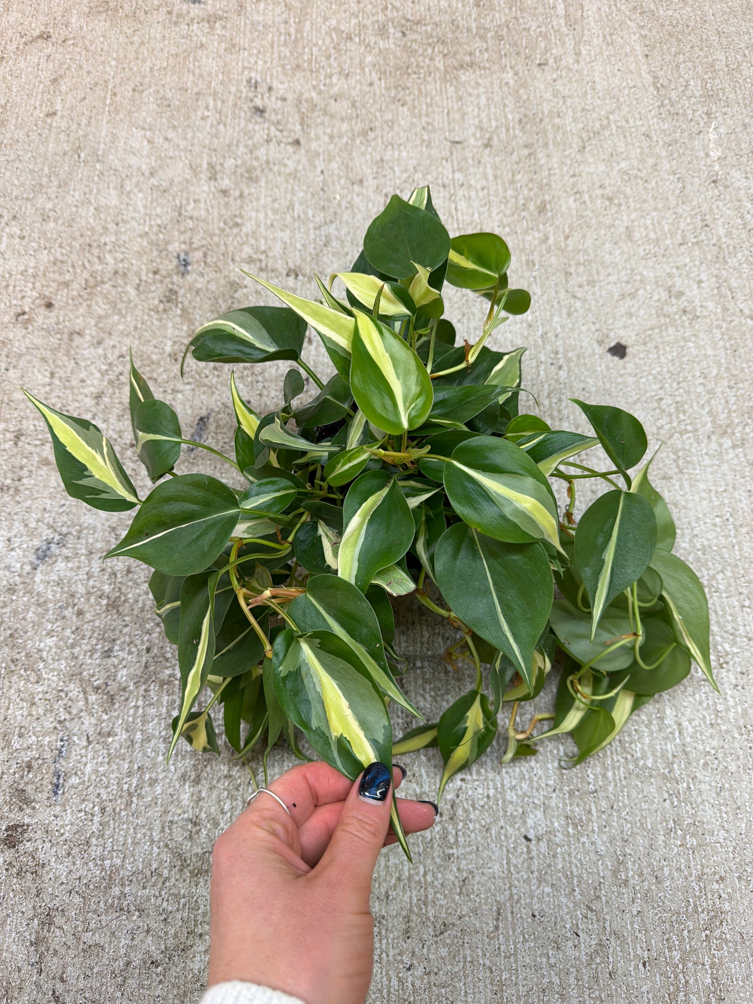 philodendron stripes Philodendron 'Silver Stripe' 6" – Kent East Hill Nursery