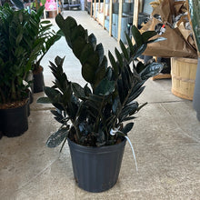 Load image into Gallery viewer, Zamioculcas zamiifolia &#39;Raven&#39; 10&quot; - Raven ZZ Plant