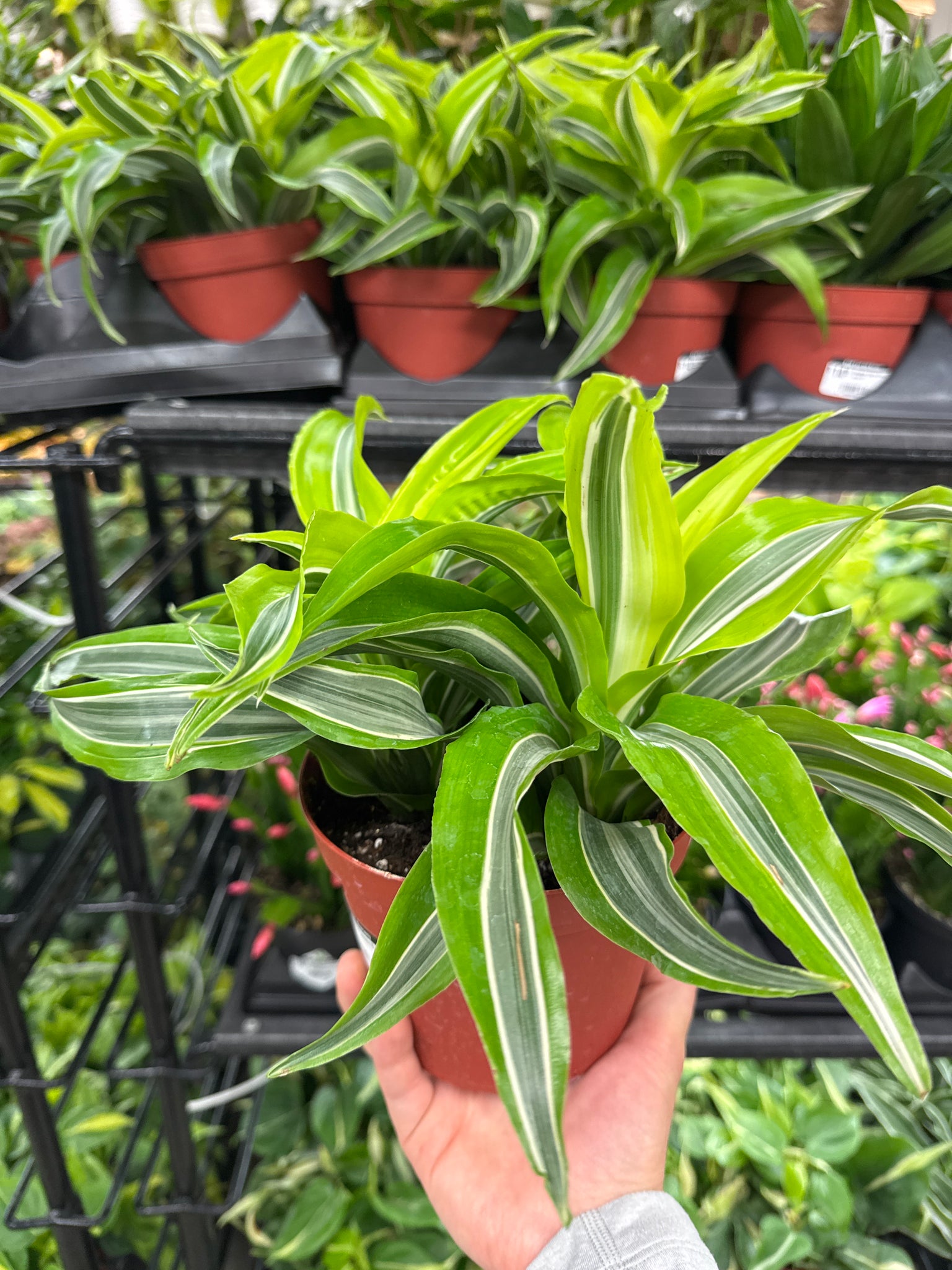 dracaena lemon surprise propagation Dracaena Lemon Surprise 6" – Kent East Hill Nursery