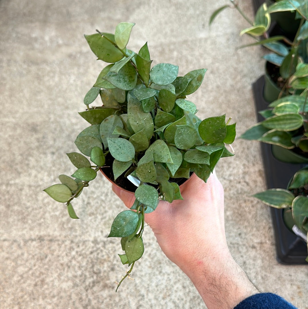 Hoya krohniana 'Super Silver' 4