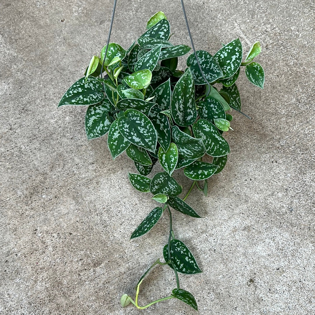 philodendron scandens hanging Philodendron Scandens Sweetheart Plant In Hanging Basket 55cm long – Green  Charm House of Plants main image 1