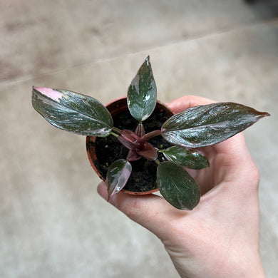 Philodendron Pink Princess Naomi/Marble 2