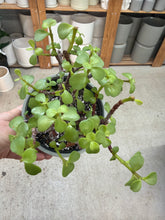Load image into Gallery viewer, Portulacaria afra 6" - Elephant Bush
