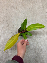 Load image into Gallery viewer, Philodendron Prince of Orange 4"