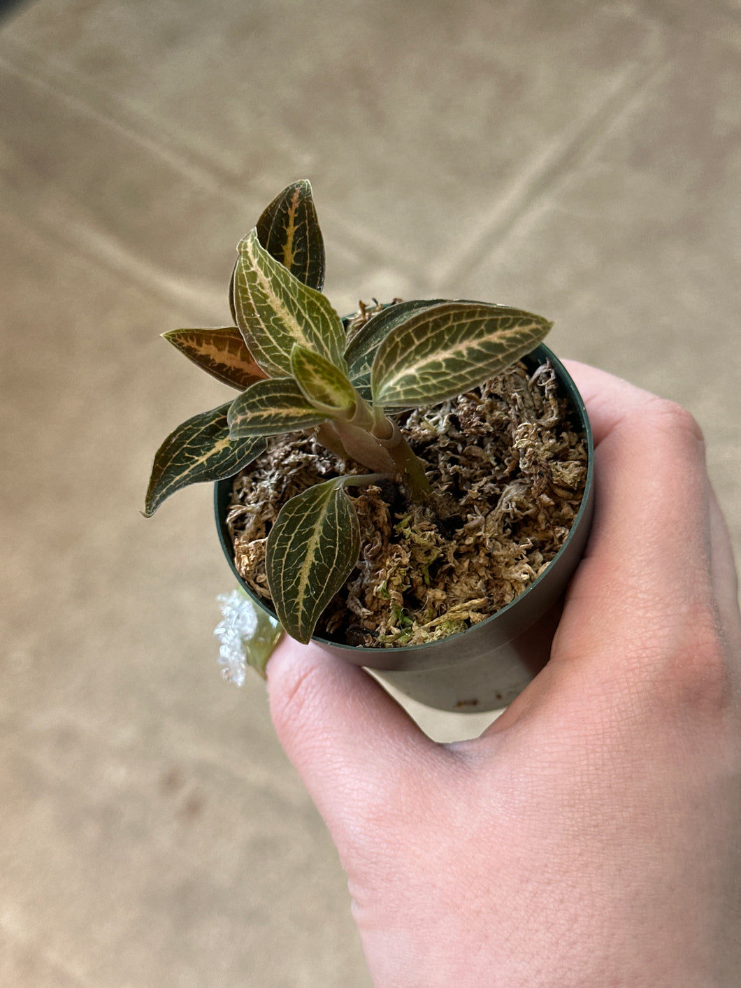 Dossisia Dominyl 'Judy' 2
