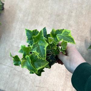 ivy house plants for sale Ivy Indoor Asst. 4" – Kent East Hill Nursery