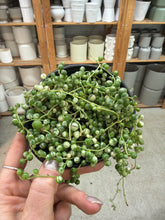Load image into Gallery viewer, Senecio rowleyanus variegata 4" - Variegated String of Pearls
