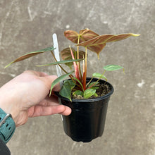 Load image into Gallery viewer, Philodendron El Choco Red 4&quot;
