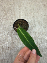 Load image into Gallery viewer, Anthurium Warocqueanum Dark Form 3&quot;