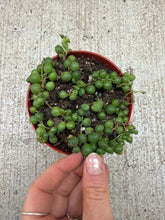 Load image into Gallery viewer, Senecio Rowleyanus 4" - String of Pearls