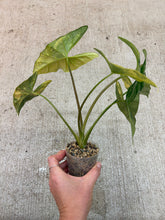 Load image into Gallery viewer, Alocasia simpo variegated aurea 2"