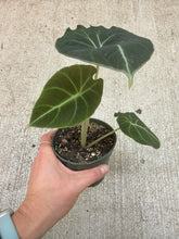 Load image into Gallery viewer, Alocasia 'Black Velvet' 4"