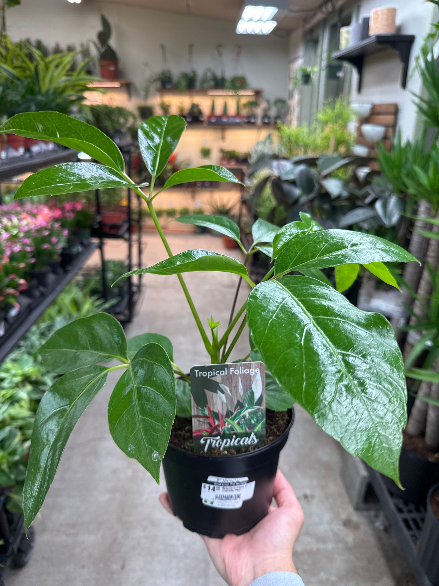alpine indoor plant Schefflera Alpine 6"